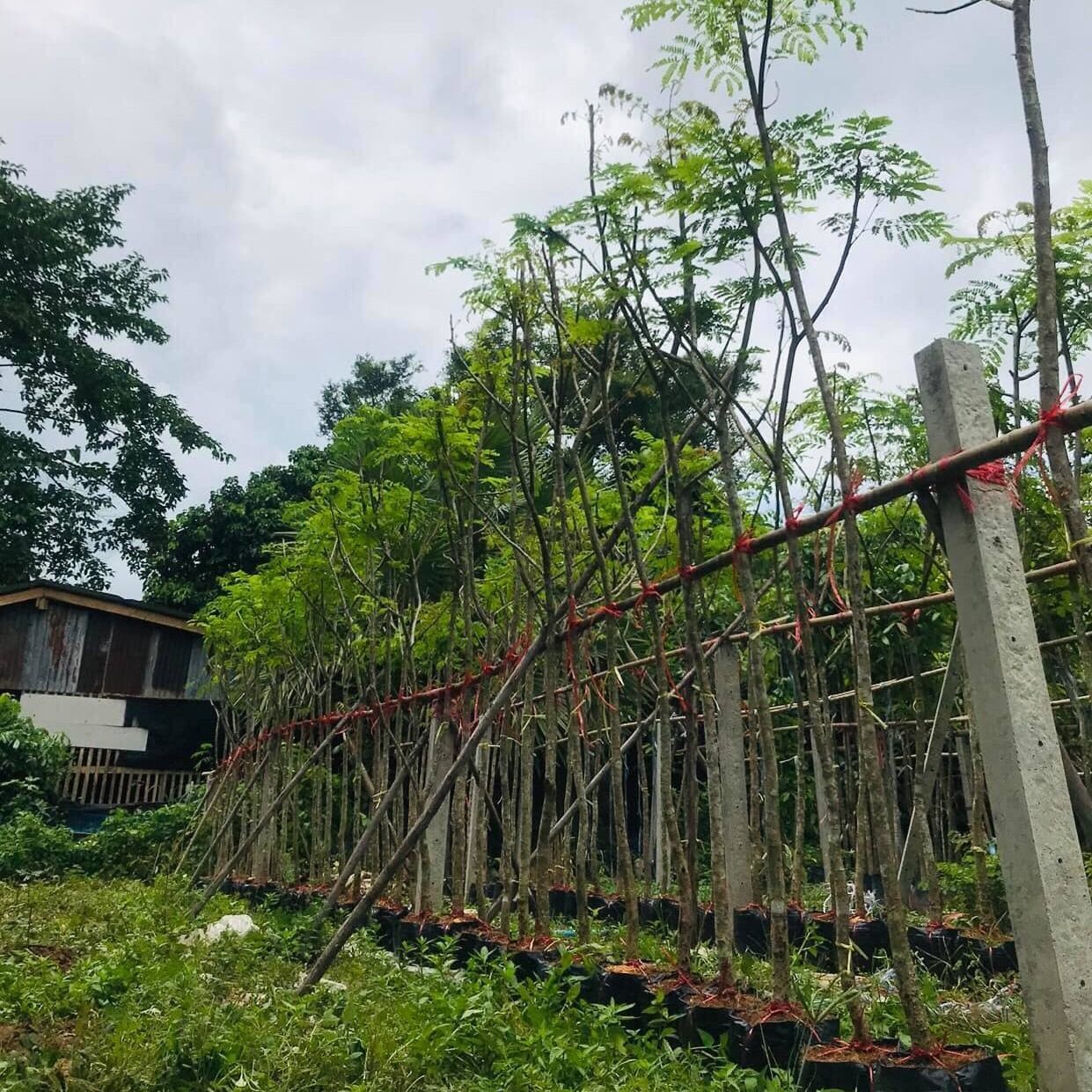 Thai Petophorum pterocarpum tree delivery to cambudia thailand name is Copper pod 