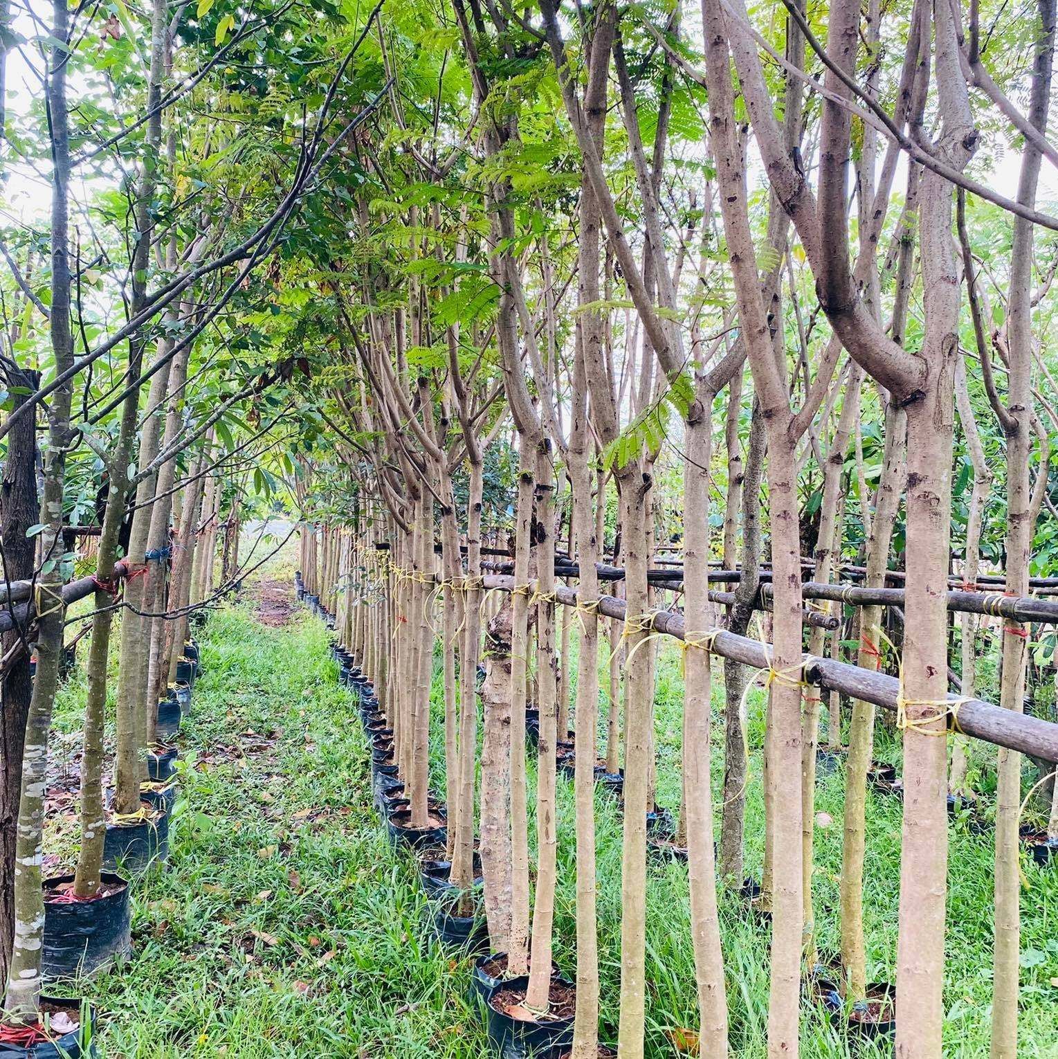 Thailand tropical tree exporting to landscape qatar malaysia maldives cambudia Golden Flamboyant
