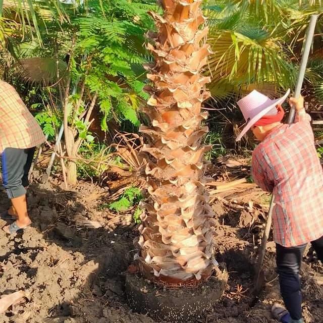 we ship palm tree to maldives Mexican Fan Palm