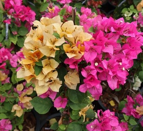 Bougainvillea yellow & pink passion to dubai iran iraq