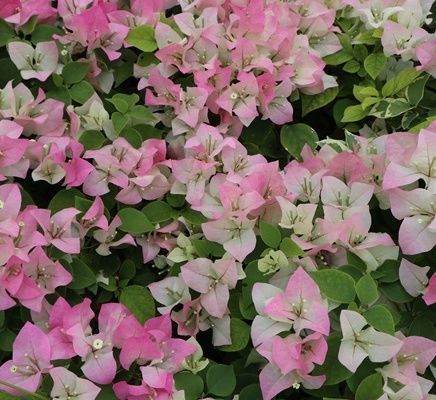 ฺBougainvilleas pink passion ready to sell to bahrain