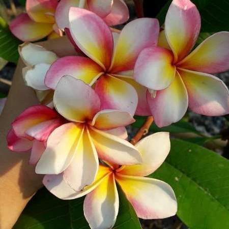 The plumeria colorfull