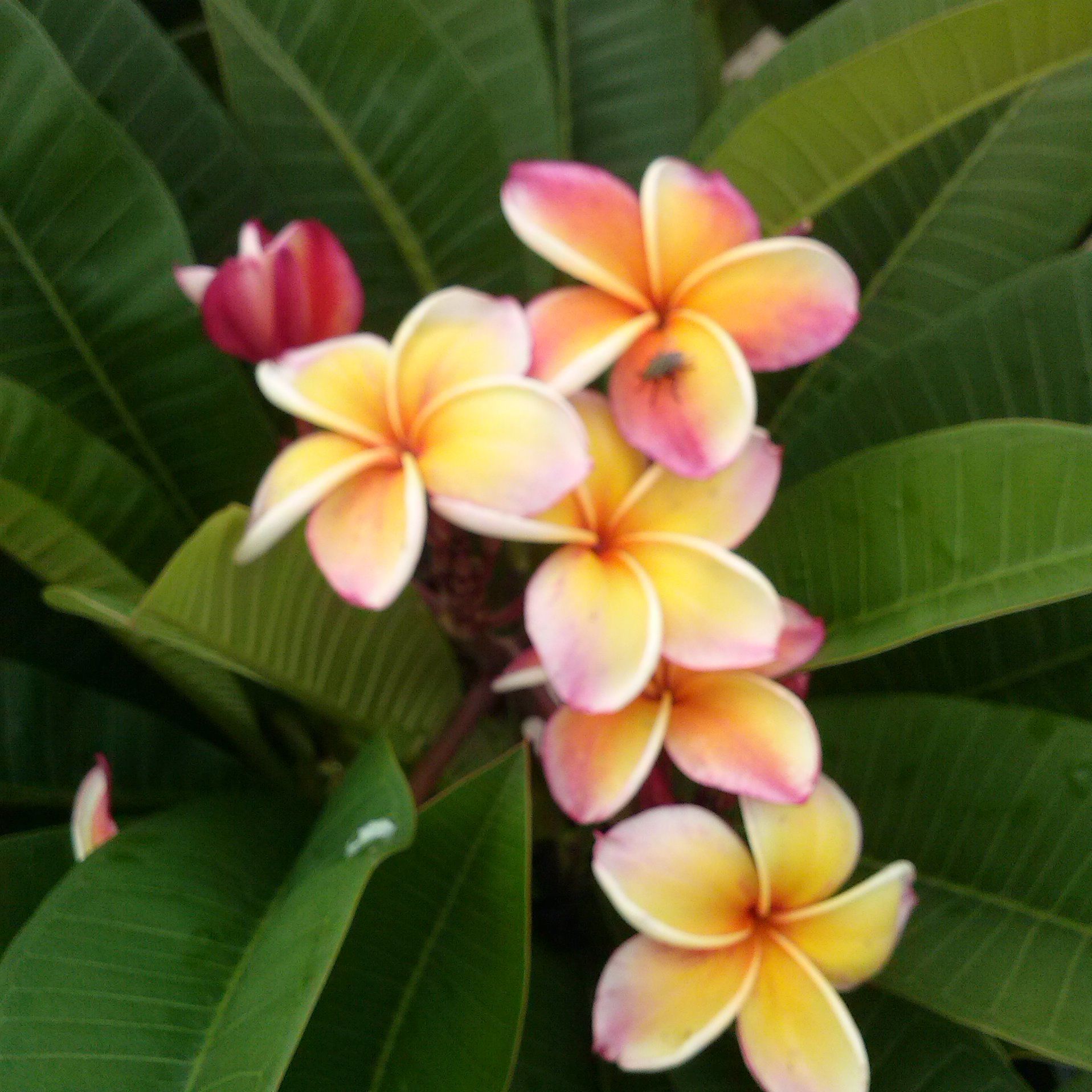 Thailand franganpani exporter plumeria