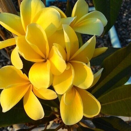 Plumeria rubra seeds yellow color thai plumeria collection