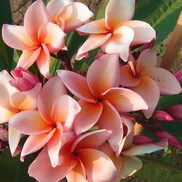 Plumeria graft for sale to USA