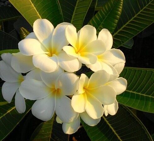 plumeria seed for sale to usa and Japan plumeria