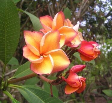 Plumeria orange color export seed and plants to japan and USA and loading to singapore
