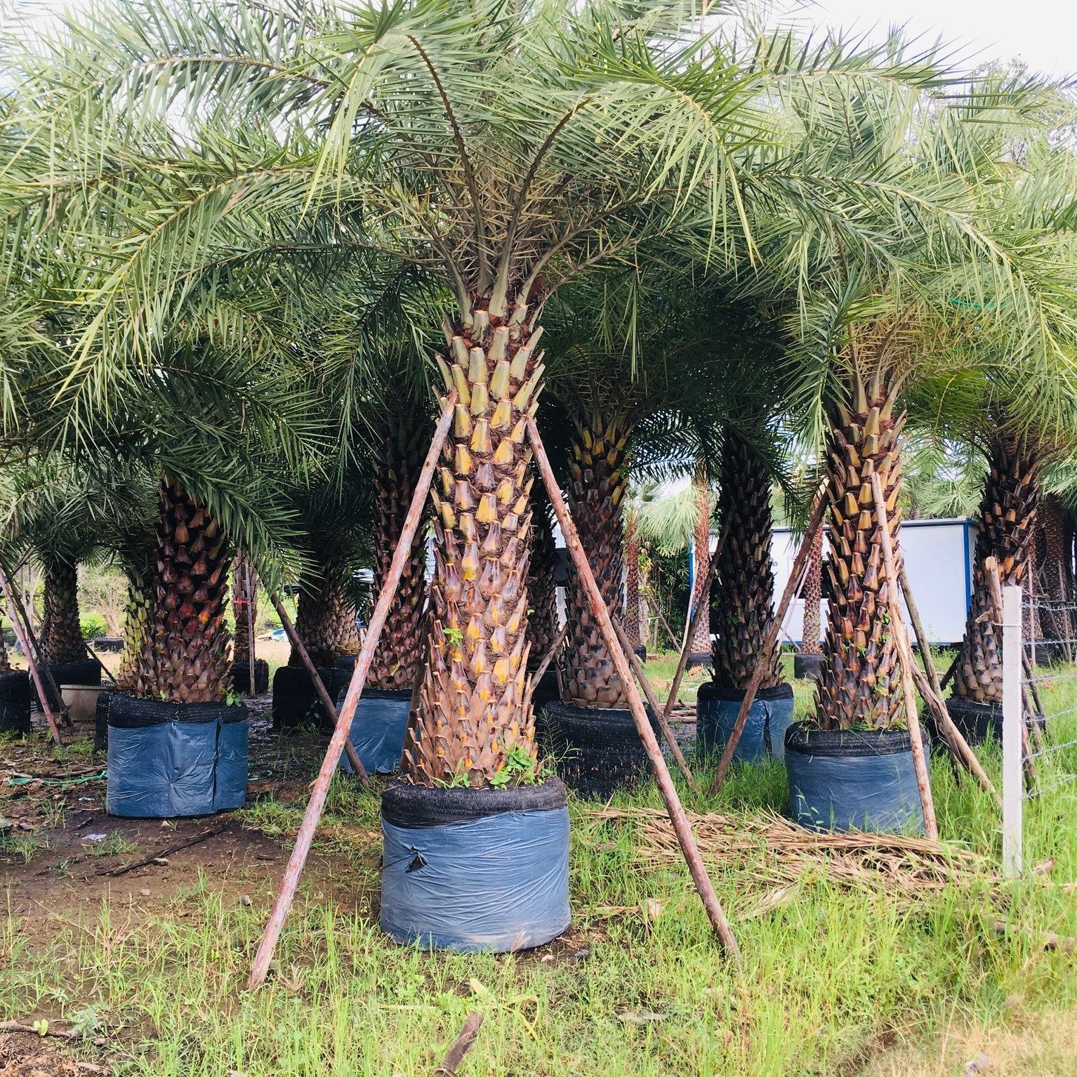 palm trees often seen in shopping centers, businesses, and malls