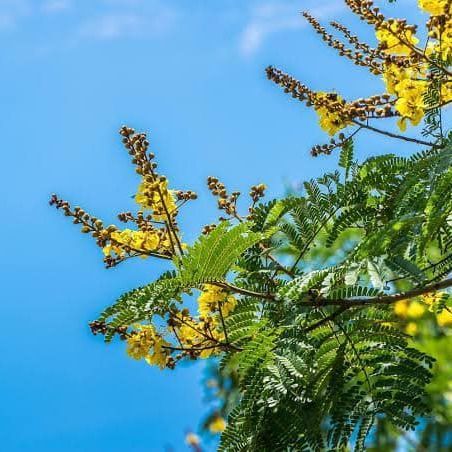 The flower peltophorum pterocarpum trees