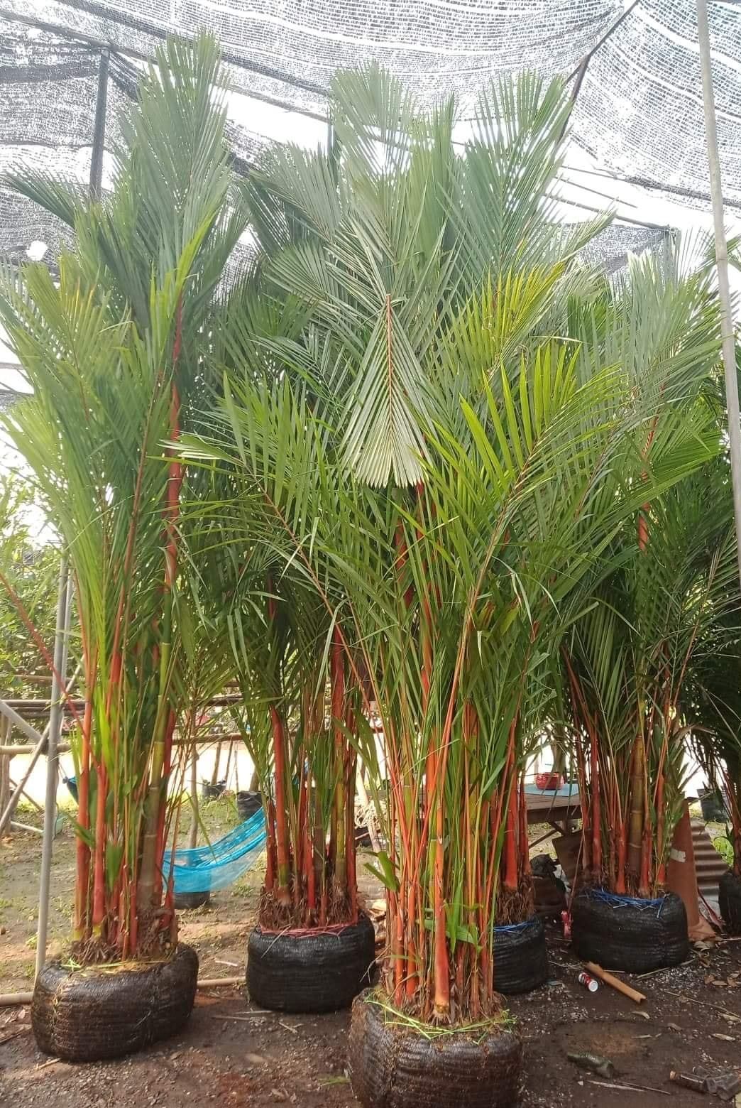 Palm red sealing wax palm seed and seedling to middle east lipstick palm It was a huge bougainvillea bush with two heads up