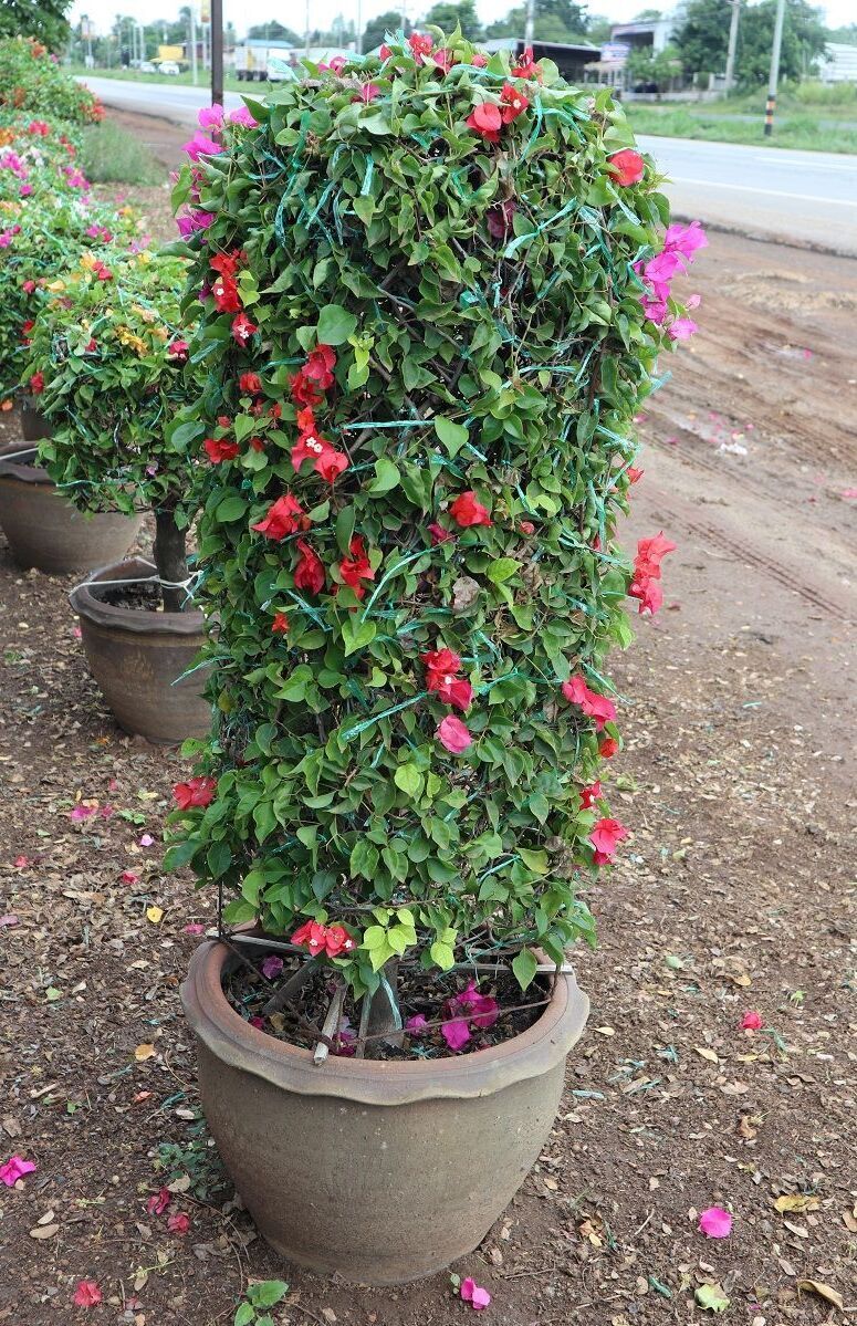 Cone shape bougainvilleas thailand exporter garden