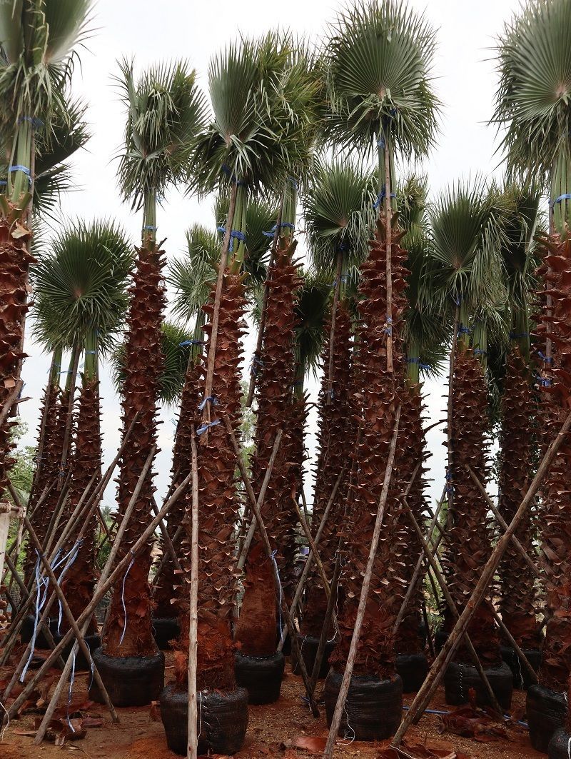 Thai washingtonia robusta trees palm thailand garden Our palm trees have beautiful trunks and leaves.