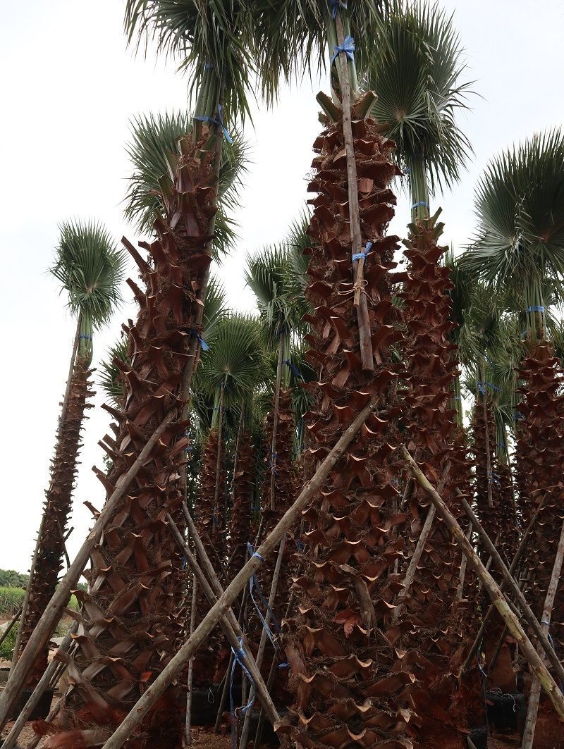 Washingtonia robusta palm trees for sale to middle east thailand exporting to vietnam qatar dubai country