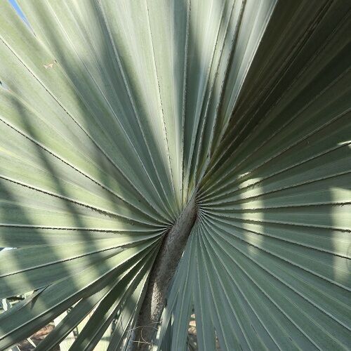 Palm bismarckia nobilis thailand for sale to dubai and kuwait, saudi arabia