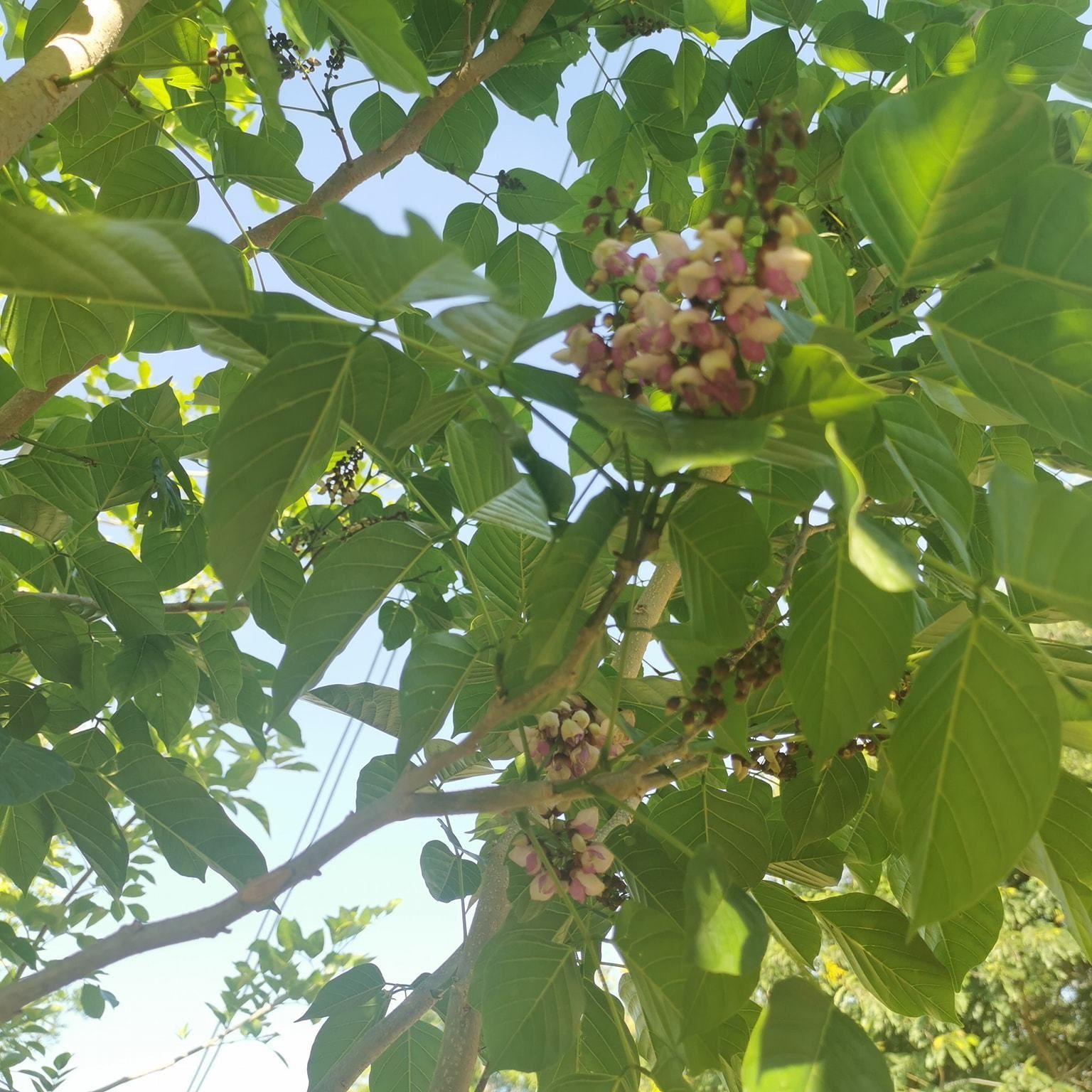 Pongamia pinnata from thailand garden to dubai landscape