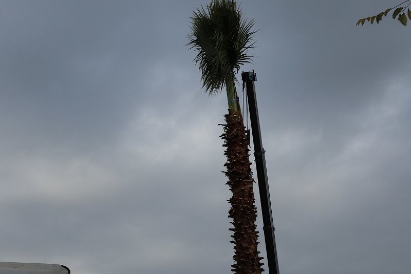 Prepare washingtonia robusta to clients