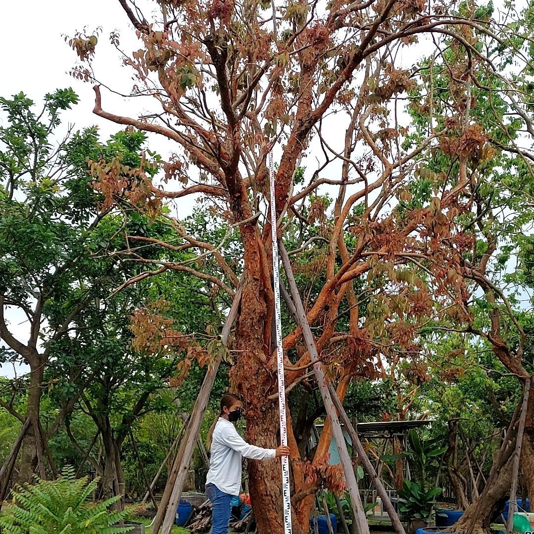 Syzygium gratum tree ship by container to bahrain