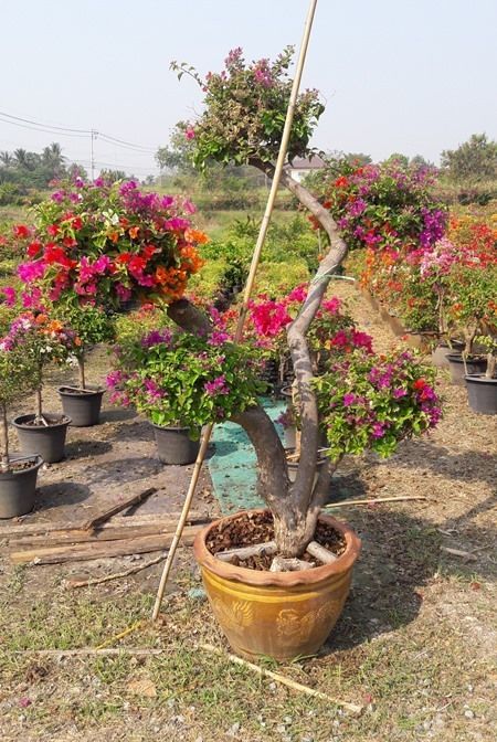 Thai bougainvilleas triple color bougainvillea wholesale nursery 