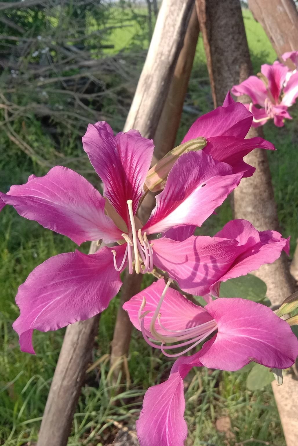 Bauhinia Variegata with flower bush