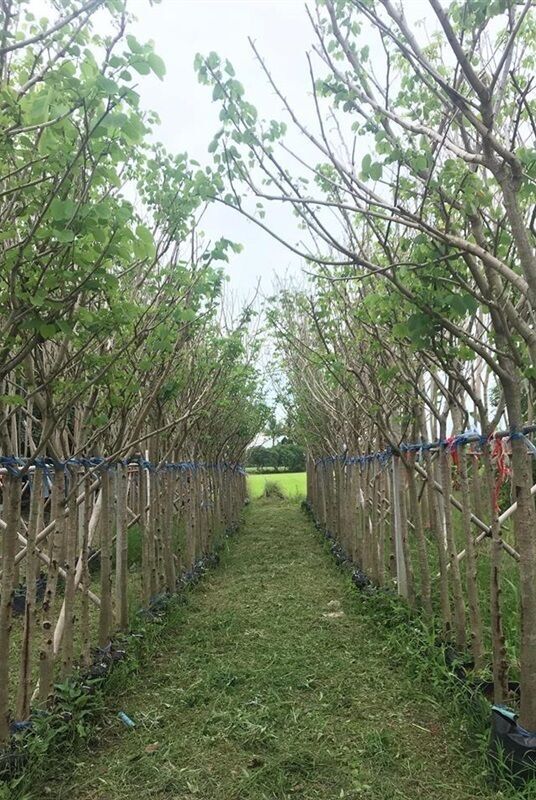 Bauhinia Purpurea for sale to landscape