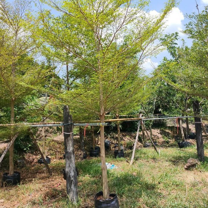 Terminalia ivorensis tree