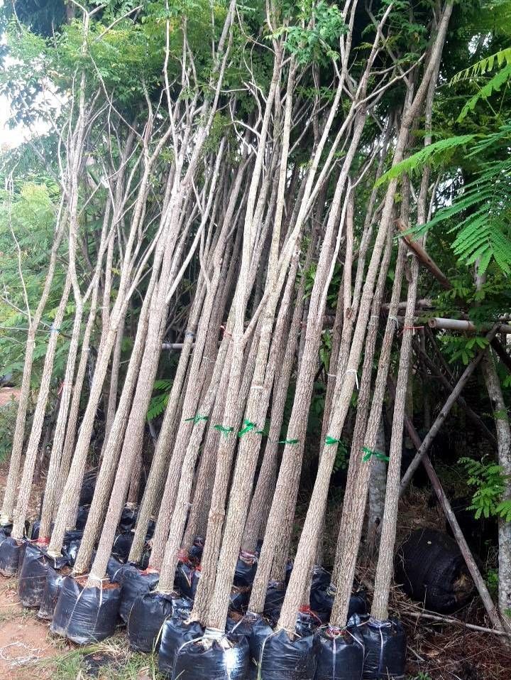 Royal poinciana tree for sale to landscape thailand