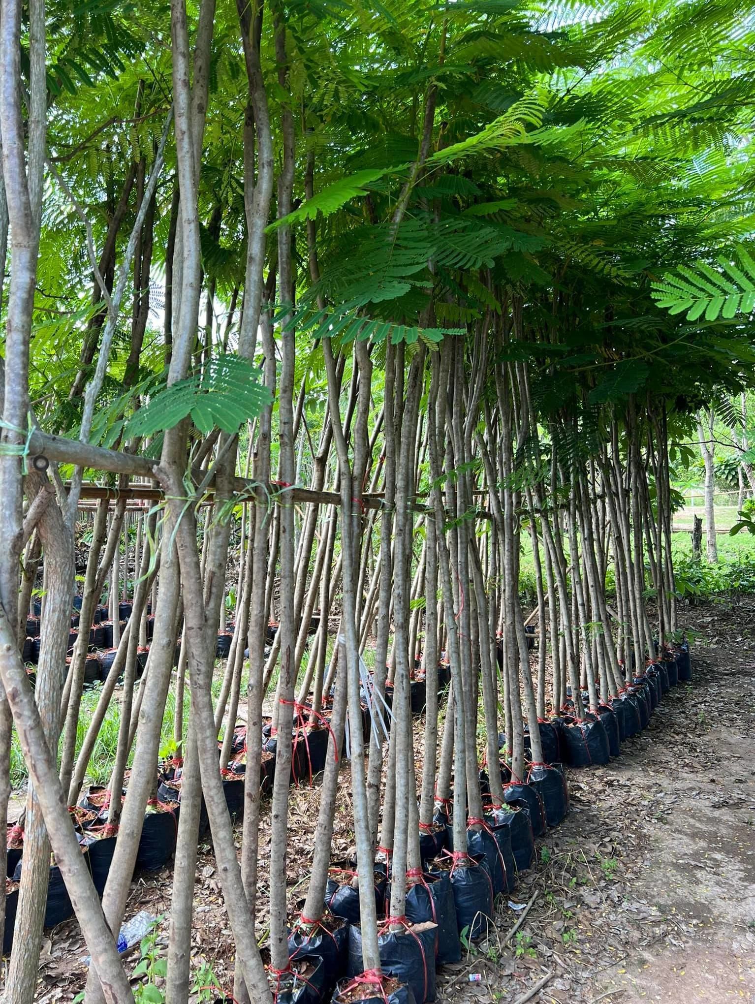 Thai delonix regia for landscape