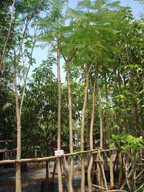 Flam-boyant, The Flame tree, Royal poinciana called by thailand gardener