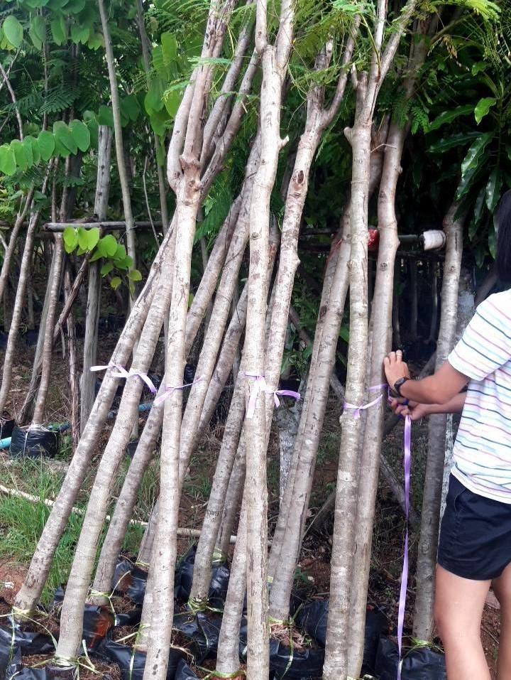 Delonix regia tree prepare the shipment to clients