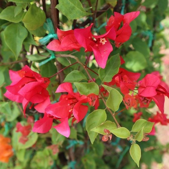 bougainvillea Which is popularly planted as a canopy and to slither the house provided.

