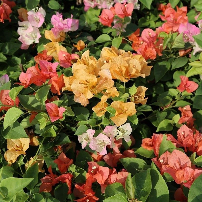 Bougainvillea blooms all year round but is most abundant during winter.