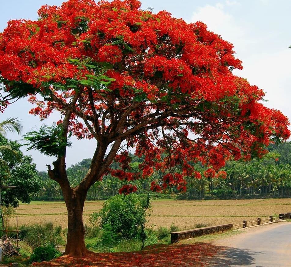 Azardiractha indica nursery thailand exporter