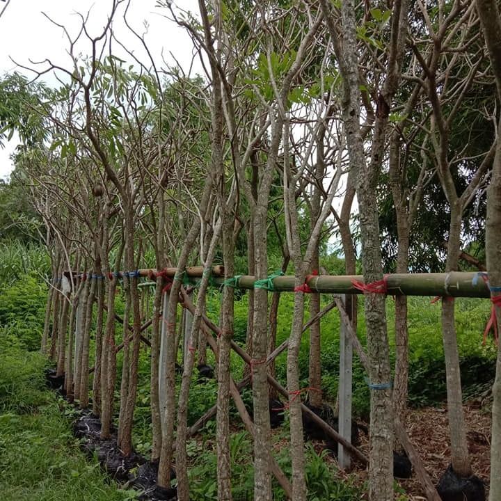 Tabebuia rosea thailand nursery exporter