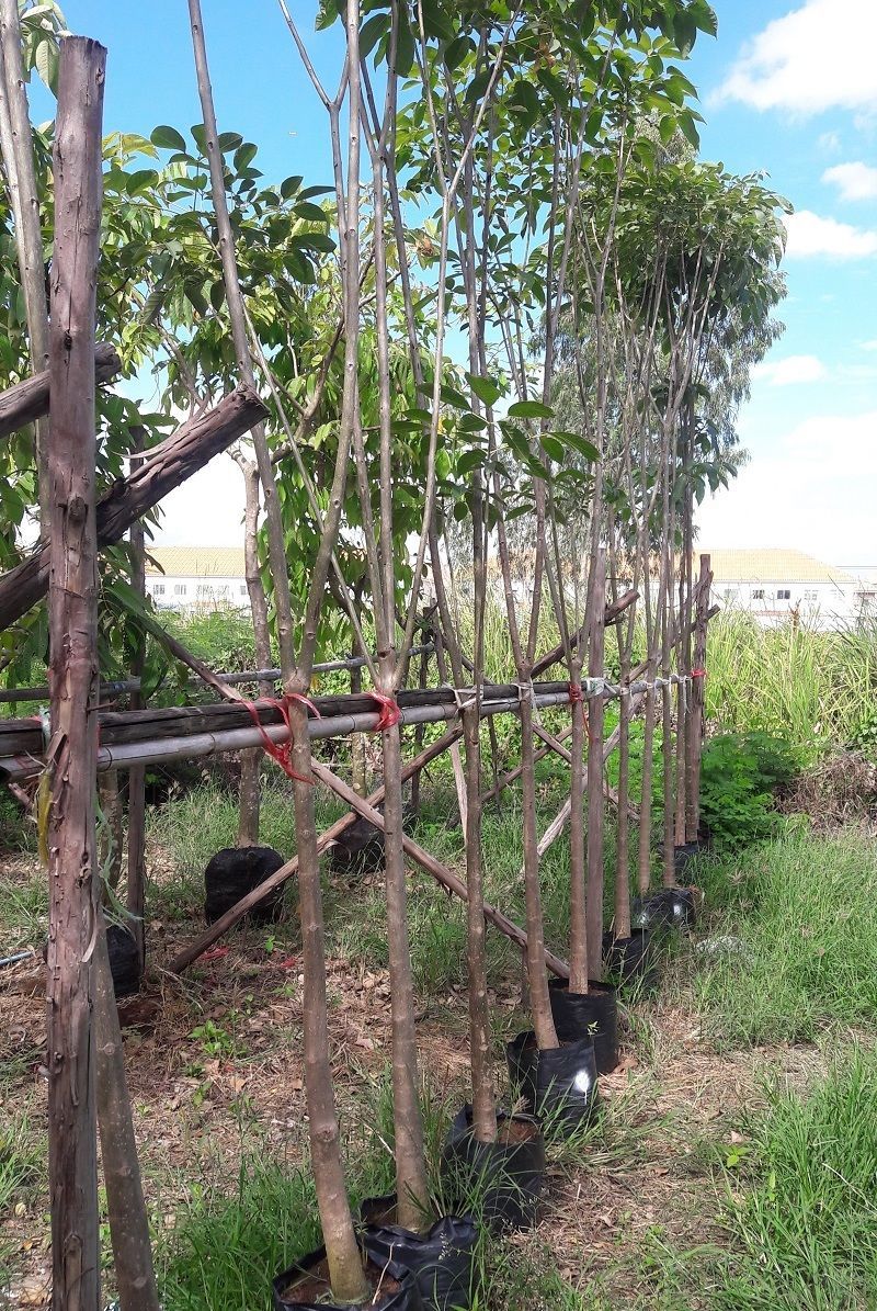 thai tabebuia rosea exporter tree to maldives