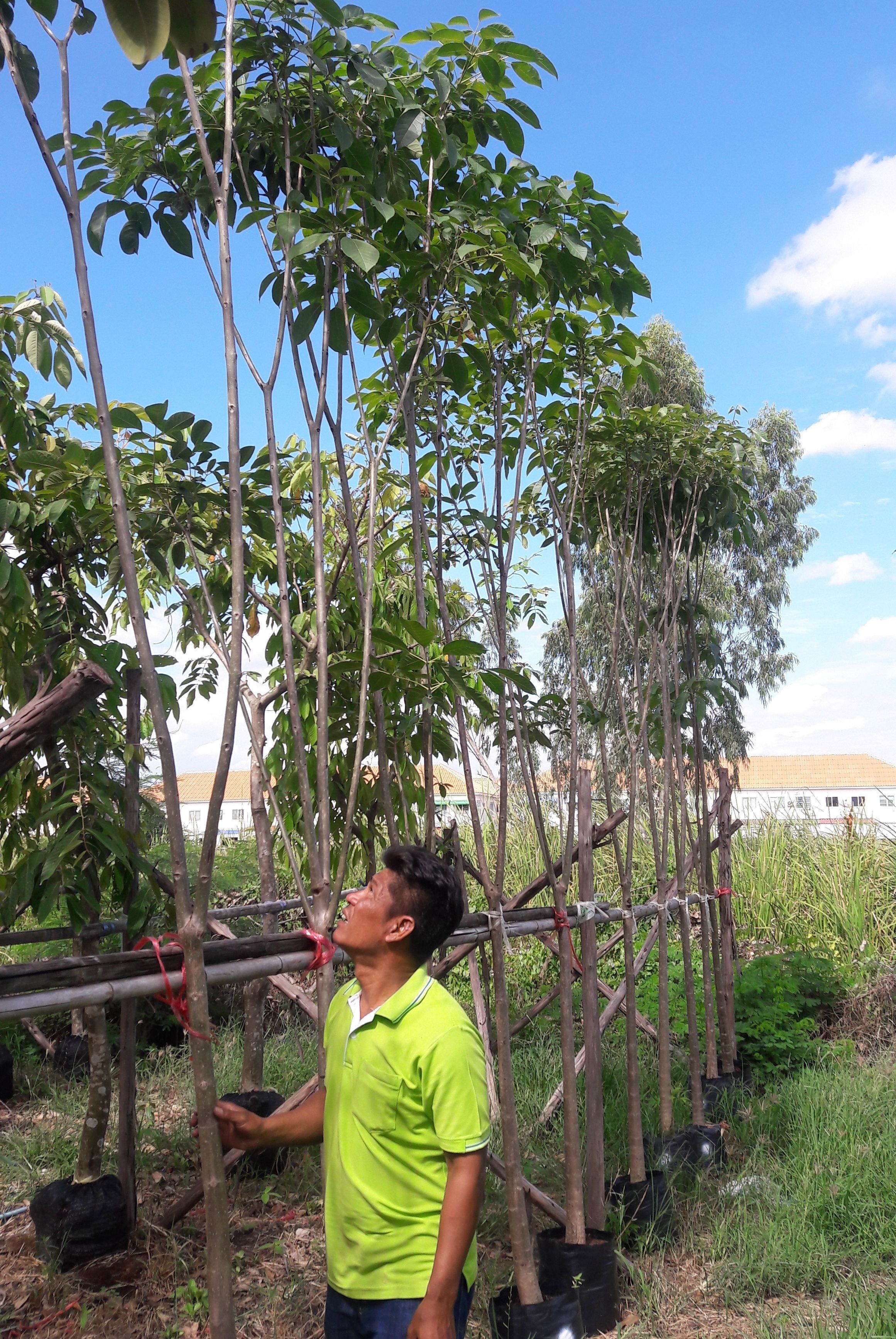 Tabebuia rosea nursery thailand