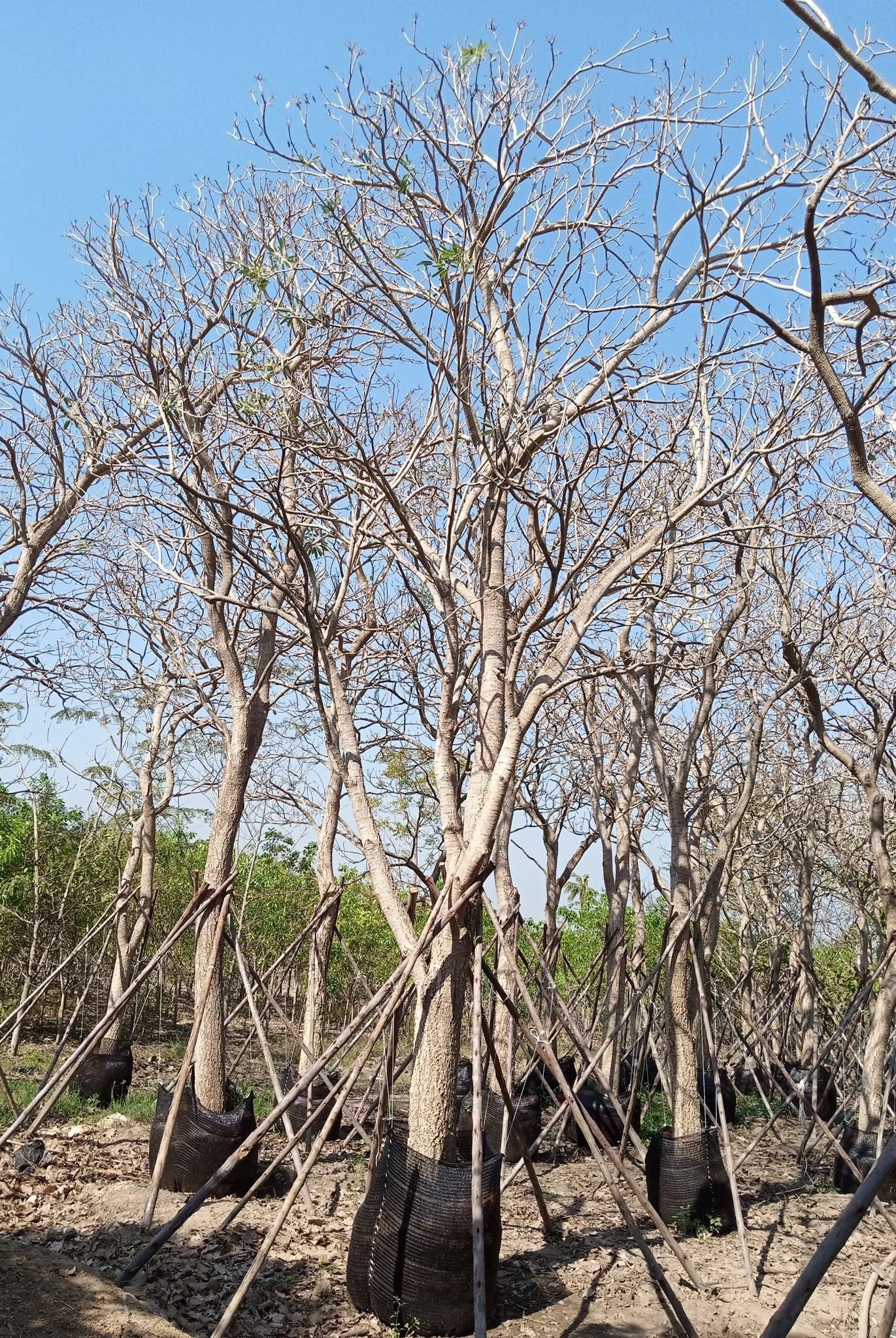 Tabebuia rosea for sale exporting quality