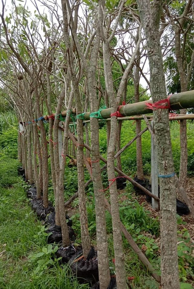 Tabebuia rosea tree Retail and wholesale, sell clear gardens, suitable for decorating houses, hotels, resorts, village projects. Government jobs are very cheap.