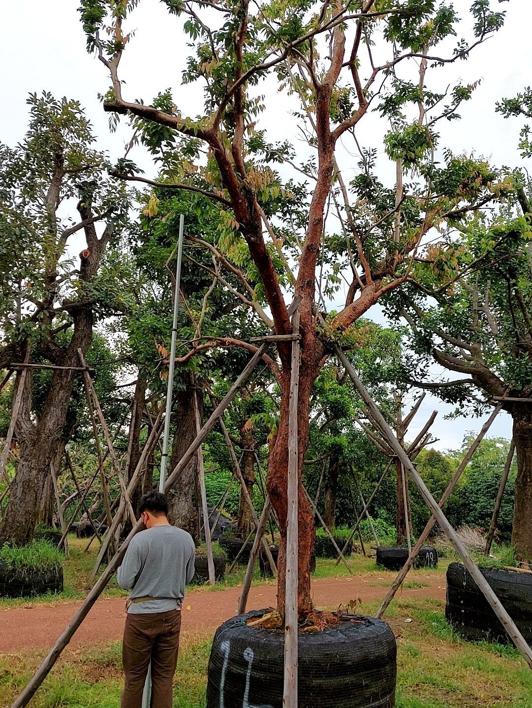 Syzygium gratum tree for landscape thailand