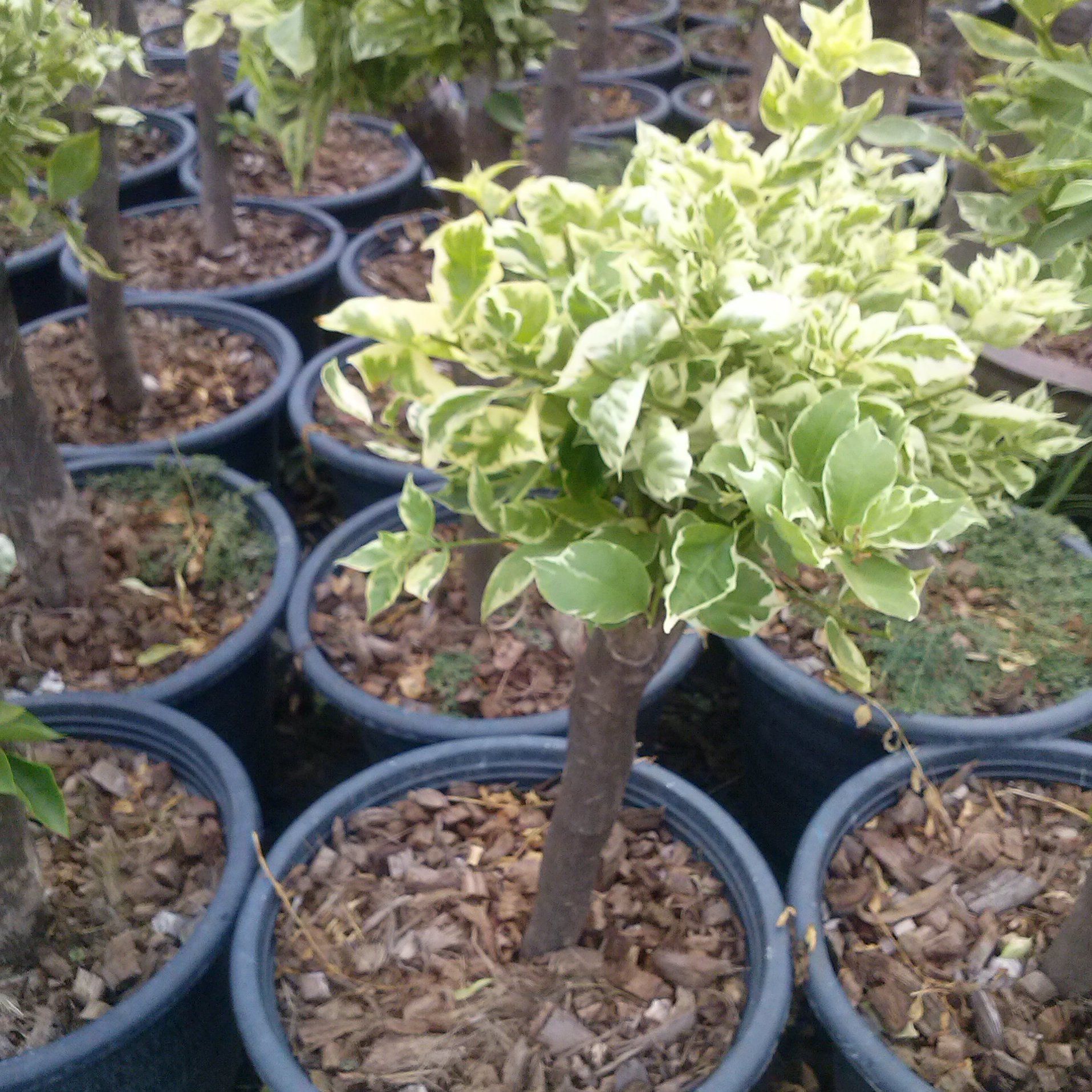 Bougainvillea graft variegated exporting quality to middle east country price are very cheap per plants