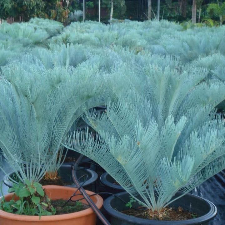 Cycas cairnsiana thailand nursery