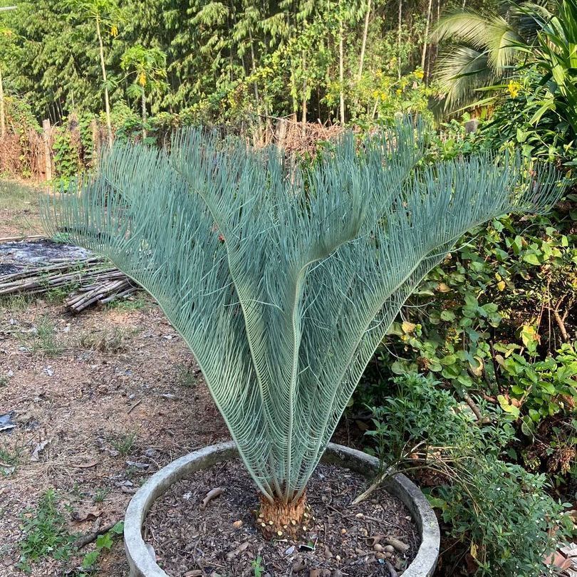 Cycas cairnsiana cycads with unique beauty which the beauty and demand of the market causing its number to continuously decrease.