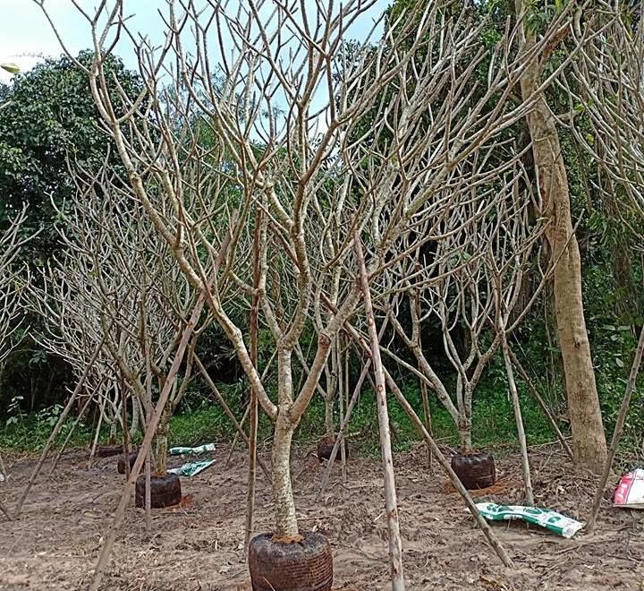 Thai white plumeria obesum exporter