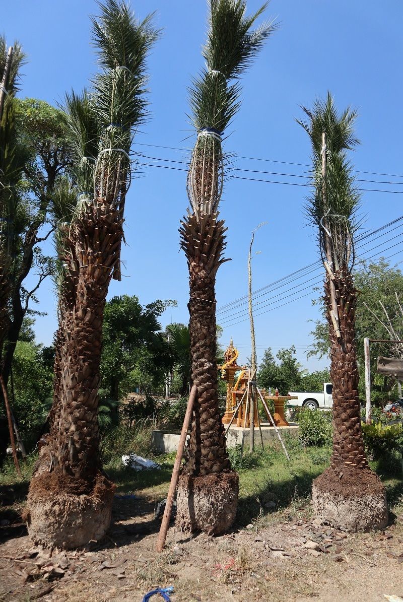 The date palm Dig deep and surround them in preparation for export Phoenix dactylifera