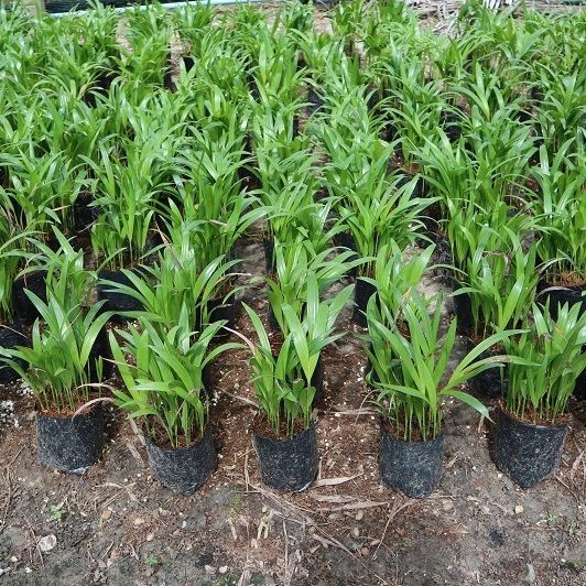 Ptychosperma macarthurii Palm ship from thailand cheap than USA