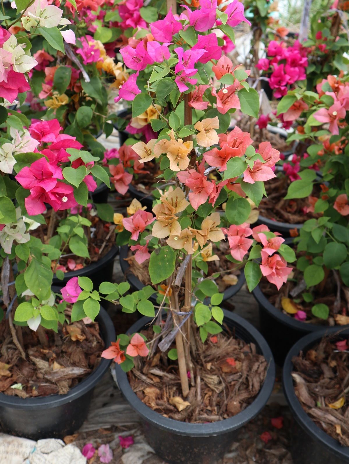 Wholesale price bougainvillea multi color selling to qatar saudi arabia