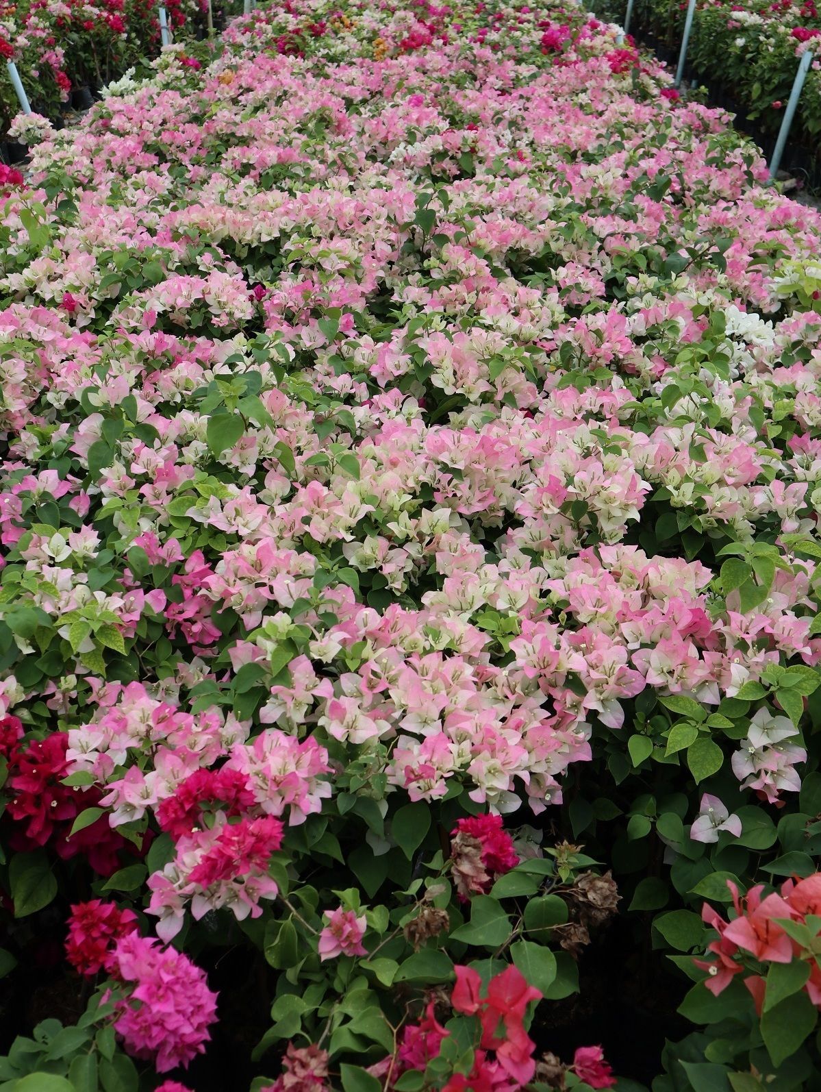 Pink passion bougainvillea for sale to bahrain qatar we supply multi plants bougainvillea 