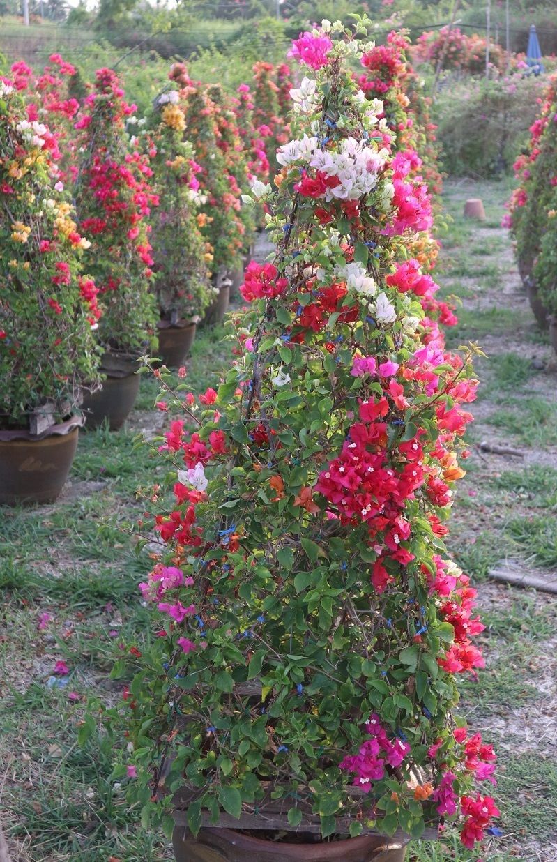 pyramid thailand bougainvillea