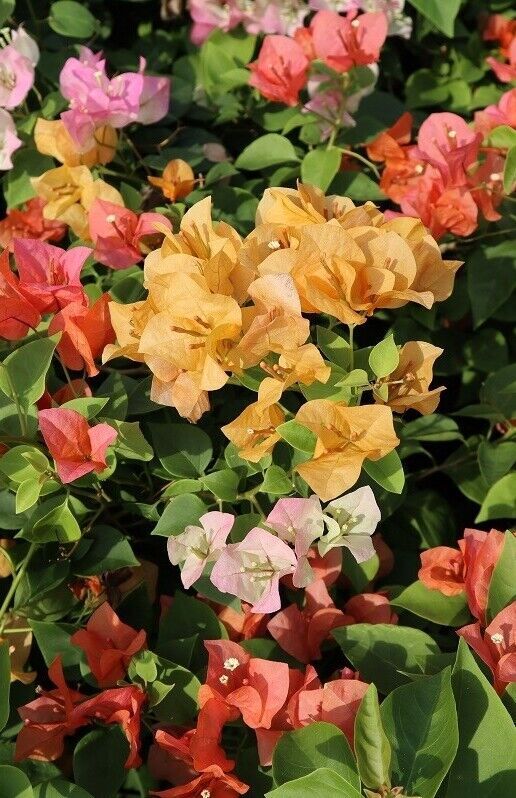 Multi graft bougainvillea for sale colorful color exporter live plants very popular in UAE
