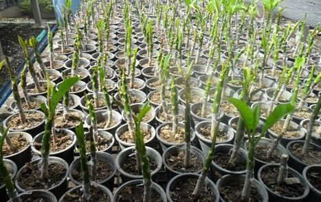 Plumeria cutting stem for sale to qatar japan and supply seeds plumeria graft plant