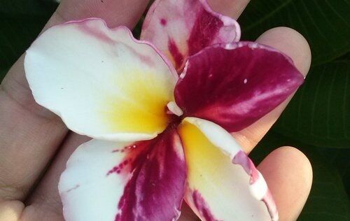 Plumeria virus color ready to selling to USA